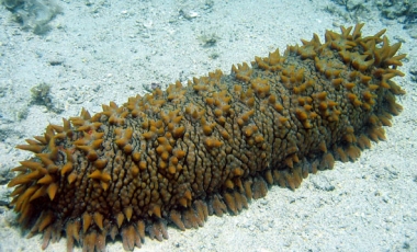 Marine Habitat and Resources of Sea Cucumbers